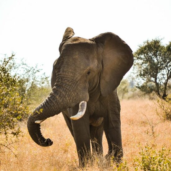 Golf tours, tours, golf, golfing, south Africa, Elephants, excursions, golf courses, golf courses in africa